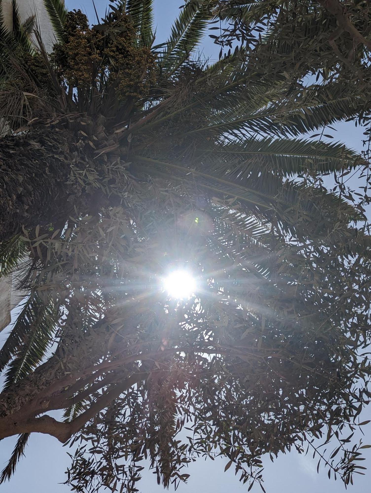 Aghata Palms Riad Essaouira Eksteriør billede